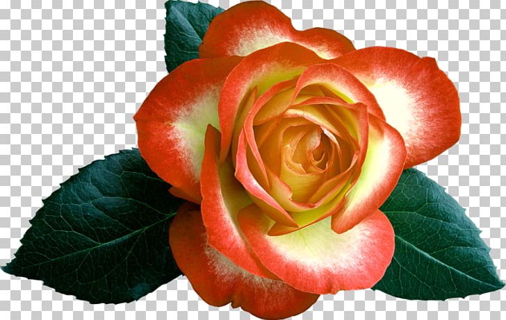 Garden Roses Cabbage Rose Floribunda Cut Flowers Petal PNG, Clipart, Begonia, Begonia Family, Cabbage Rose, Closeup, Cut Flowers Free PNG Download