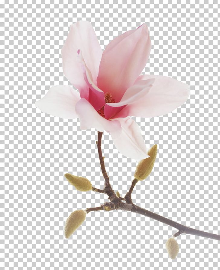 Blossom Photography Star Magnolia Flowering Plant PNG, Clipart, Blossom, Branch, Chinese Magnolia, Flower, Flowering Plant Free PNG Download