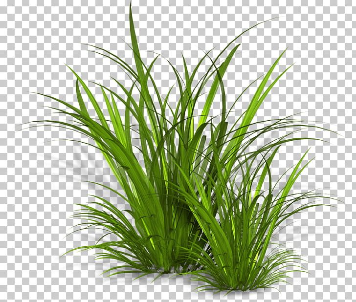 Image File Formats Others Grass PNG, Clipart, Aquarium Decor, Bitkiler, Chrysopogon Zizanioides, Commodity, Download Free PNG Download