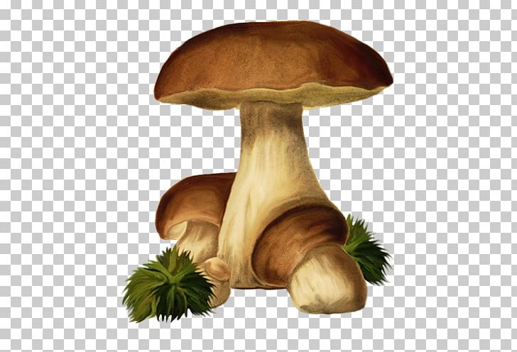 Pleurotus Eryngii Fungus Mushroom PNG, Clipart, Child, Digital Image, Edible Mushroom, Erkek, Erkek Resimleri Free PNG Download