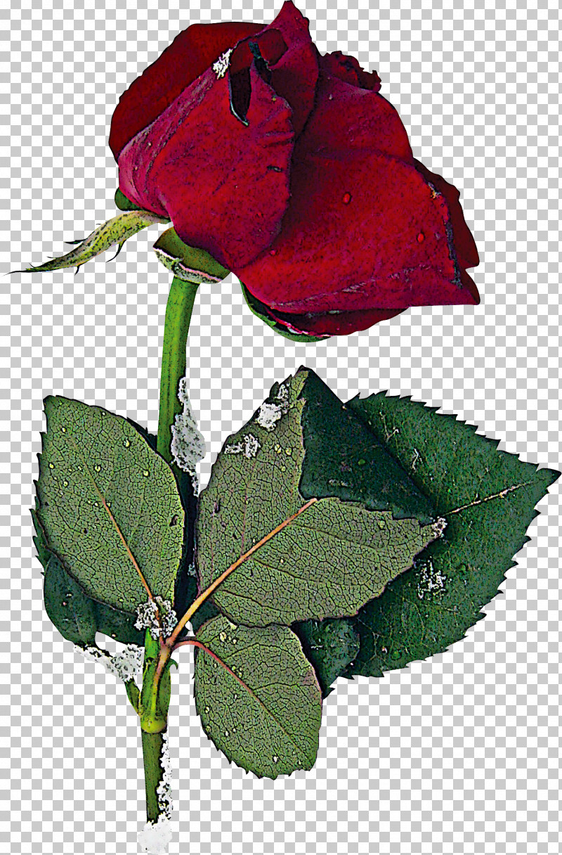 Garden Roses PNG, Clipart, Bud, China Rose, Floribunda, Flower, Garden Roses Free PNG Download