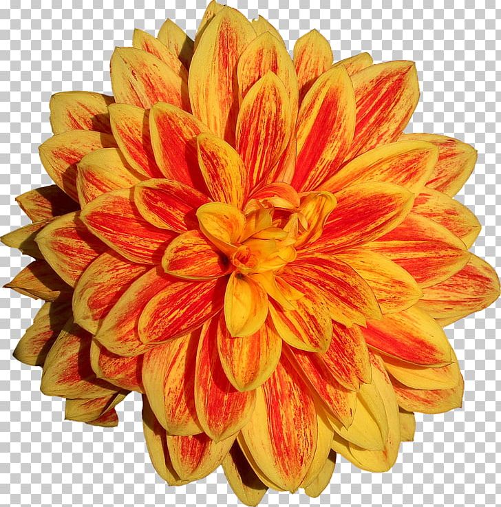 Dahlia Flower PNG, Clipart, Chrysanths, Cut Flowers, Dahlia, Daisy Family, Desktop Wallpaper Free PNG Download