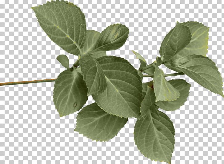 Leaf Photography Others PNG, Clipart, Autumn, Desktop Wallpaper, Download, Green Leaves, Herb Free PNG Download