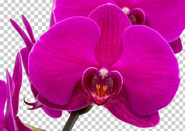 Moth Orchids Purple Google S PNG, Clipart, Art, Beautiful, Beautiful Orchid Flower, Cattleya, Cattleya Orchids Free PNG Download