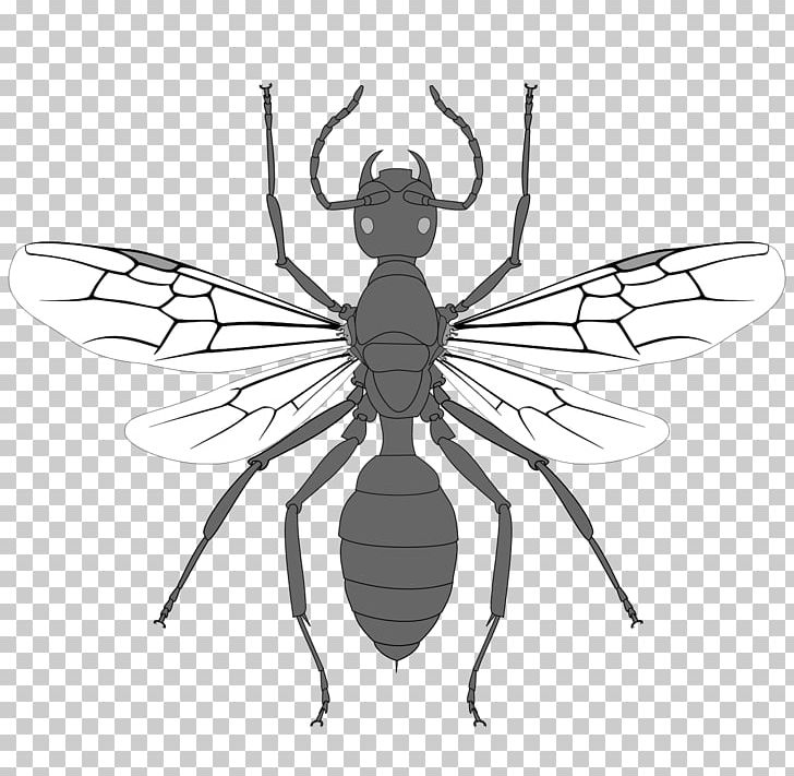 Black Fly Ant Hymenopterans Insect PNG, Clipart, Ant, Armania, Artwork, Biology, Black And White Free PNG Download