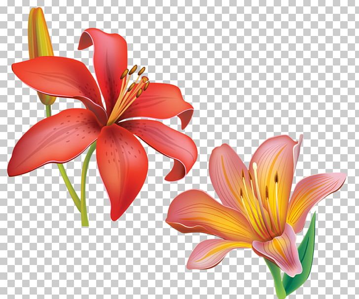 Cut Flowers Petal Daylily Lily M PNG, Clipart, Cut Flowers, Daylily, Flower, Flowering Plant, Lily Free PNG Download