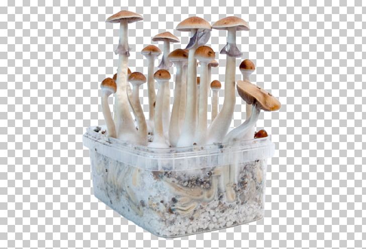 Edible Mushroom Magic Mushrooms Psilocybin Mushroom PNG, Clipart, Dose, Edible Mushroom, Fungus, Hallucinogen, Ingredient Free PNG Download