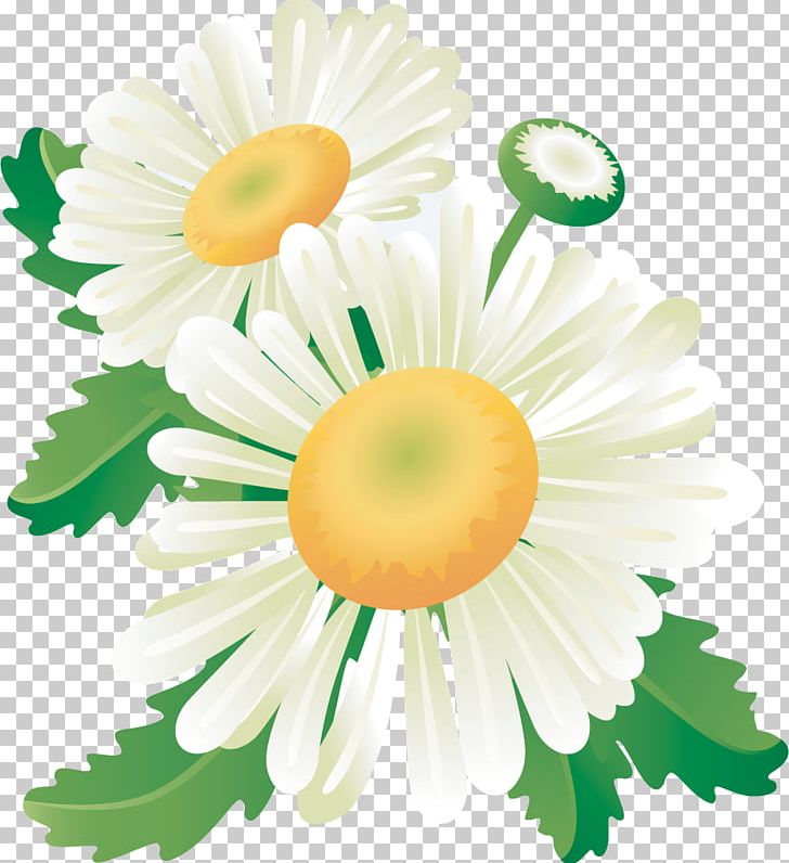 Flower Floral Design Banner Common Daisy PNG, Clipart, Art, Banner, Blossom, Chrysanths, Common Daisy Free PNG Download