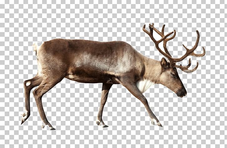 Reindeer Stock Photography PNG, Clipart, Animal, Animals, Antler, Biological, Christmas Free PNG Download