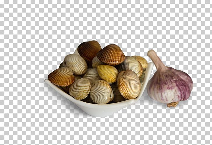 Cockle Clam Cerastoderma Edule Bivalvia Venerupis Corrugata PNG, Clipart, Bivalvia, Brackish Water, Cerastoderma Edule, Clam, Clams Oysters Mussels And Scallops Free PNG Download