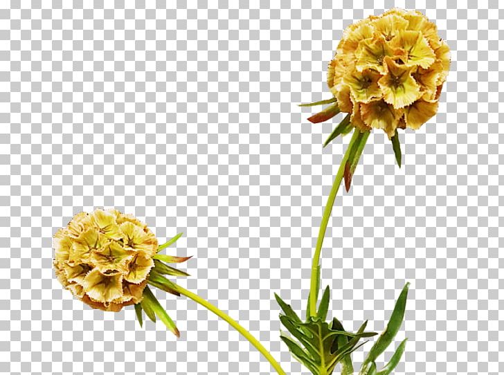 Cut Flowers Flowering Plant PNG, Clipart, Cut Flowers, Flower, Flowering Plant, Others, Plant Free PNG Download