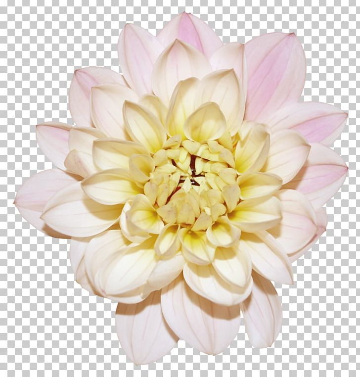Dahlia Cut Flowers PNG, Clipart, Chrysanthemum, Chrysanths, Color, Cut Flowers, Dahlia Free PNG Download