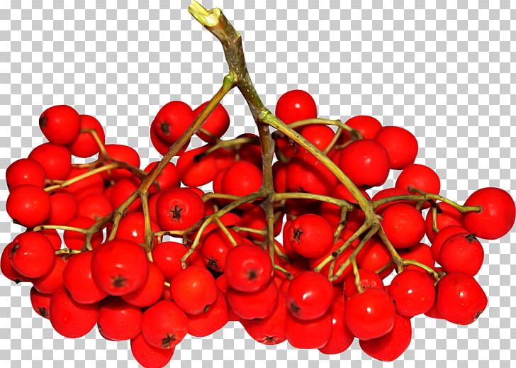 Sorbus Aucuparia Rowan Berry Pink Peppercorn PNG, Clipart, Berry, Cherry, Collage, Cranberry, Food Free PNG Download