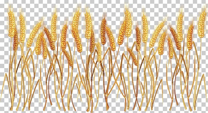 Wheat PNG, Clipart, Wheat Free PNG Download