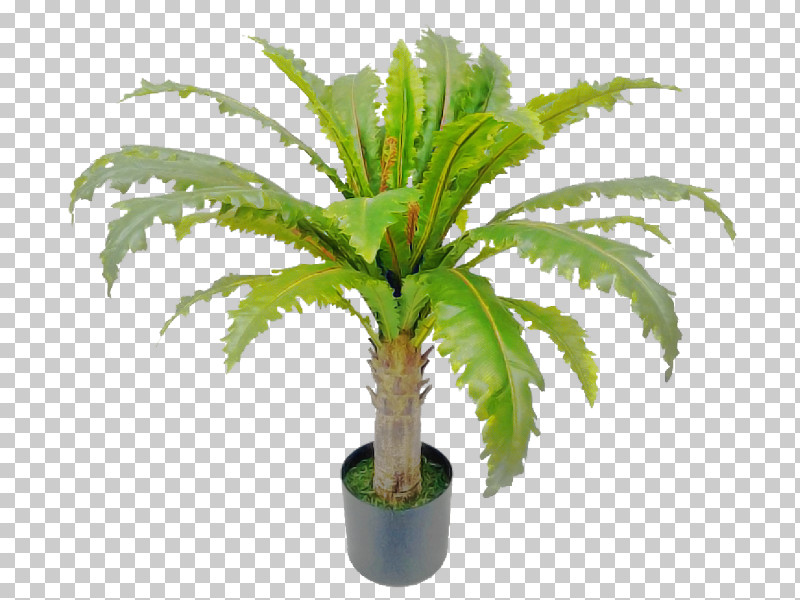 Palm Tree PNG, Clipart, Arecales, Cycad, Date Palm, Flower, Flowerpot Free PNG Download