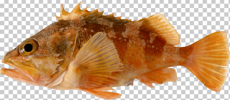 Fish Fish Scorpionfish Tail Bony-fish PNG, Clipart, Bonyfish, Fish, Scorpionfish, Tail Free PNG Download