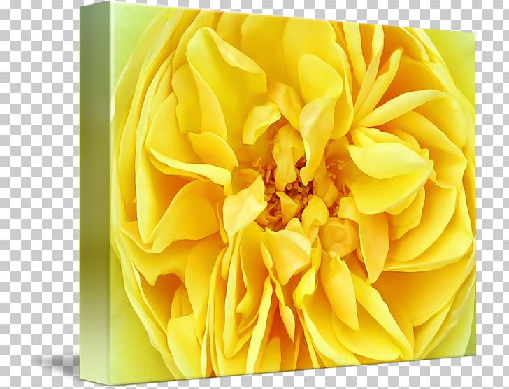 Floral Design Cut Flowers Petal PNG, Clipart, Cut Flowers, Floral Design, Floristry, Flower, Flowering Plant Free PNG Download