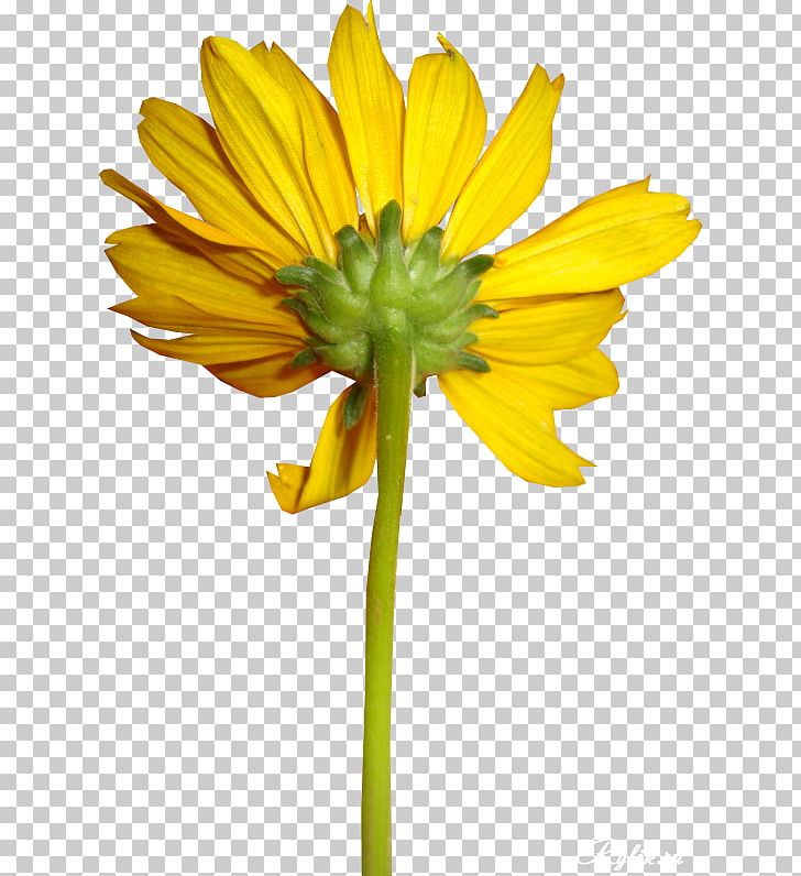 Cut Flowers Yellow PNG, Clipart, Archive File, Chrysanths, Cut Flowers, Daisy, Daisy Family Free PNG Download