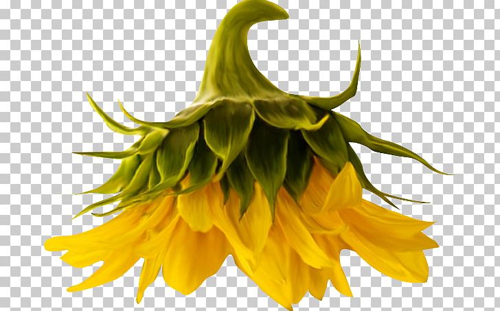 Common Sunflower PhotoScape PNG, Clipart, Albom, Chart, Clip Art, Common Sunflower, Daisy Family Free PNG Download