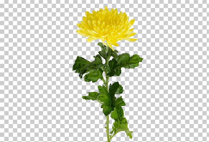 Crown Daisy Yellow Cut Flowers Oxeye Daisy Yekaterinburg PNG, Clipart, Annual Plant, Chamaemelum Nobile, Chrysanthemum, Chrysanthemum Coronarium, Chrysanths Free PNG Download