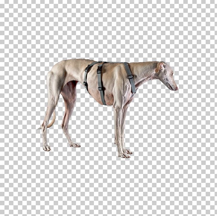 Spanish Greyhound Whippet Sloughi Italian Greyhound PNG, Clipart, Animal Sports, Azawakh, Breed, Carnivoran, Delivery Free PNG Download