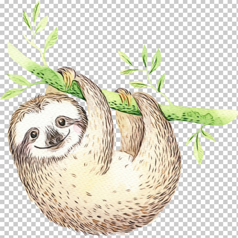 Sloth Three-toed Sloth Two-toed Sloth Plant Drawing PNG, Clipart, Bird Nest, Drawing, Paint, Plant, Sloth Free PNG Download