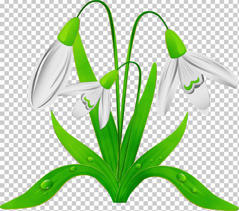 Galanthus Snowdrop Flower Green Plant PNG, Clipart, Amaryllis Family, Crinum, Flower, Galanthus, Green Free PNG Download