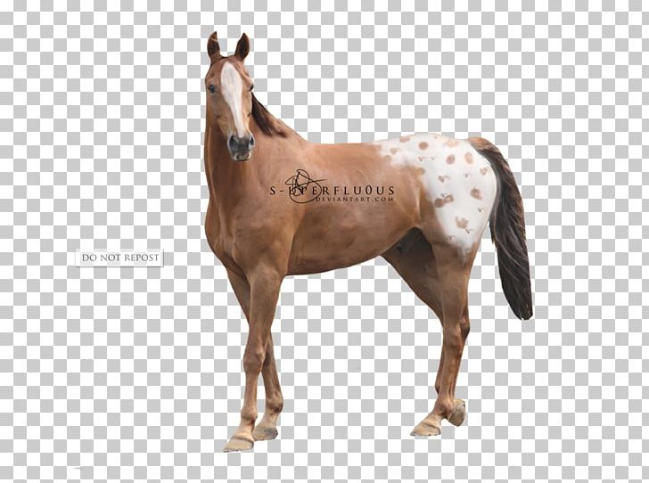Mare Mustang Foal Halter Stallion PNG, Clipart,  Free PNG Download
