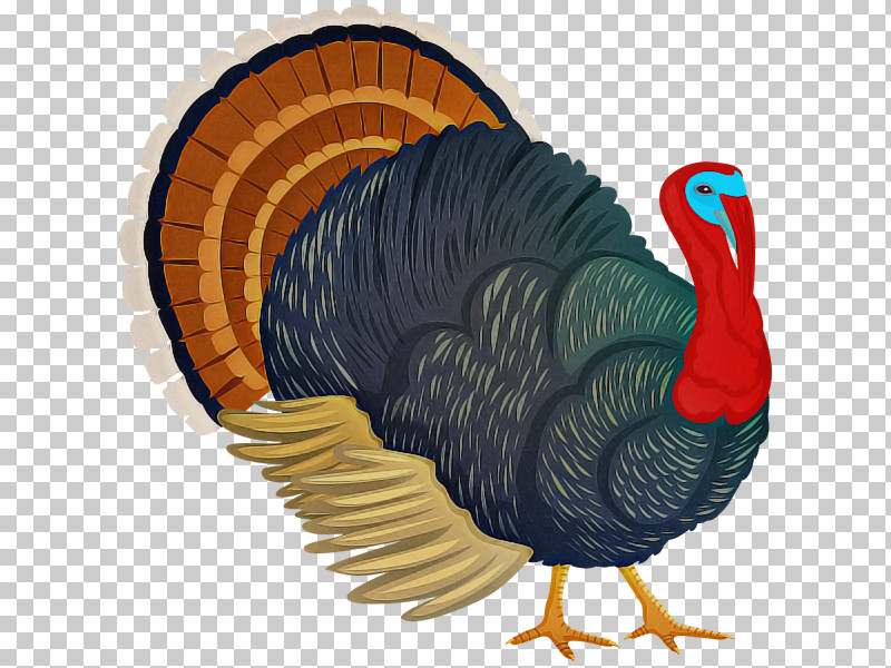 Thanksgiving PNG, Clipart, Bird, Feather, Flightless Bird, Tail, Thanksgiving Free PNG Download