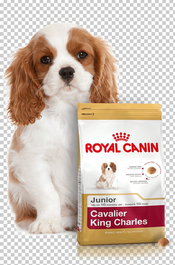 Cavalier King Charles Spaniel Puppy English Cocker Spaniel Dog Food PNG, Clipart, Animals, Carnivoran, Cat, Cavalier King Charles Spaniel, Companion Dog Free PNG Download