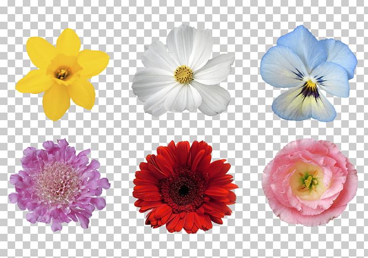 Chrysanthemum Transvaal Daisy Floristry Cut Flowers PNG, Clipart, Annual Plant, Artificial Flower, Chrysanthemum, Chrysanths, Closeup Free PNG Download
