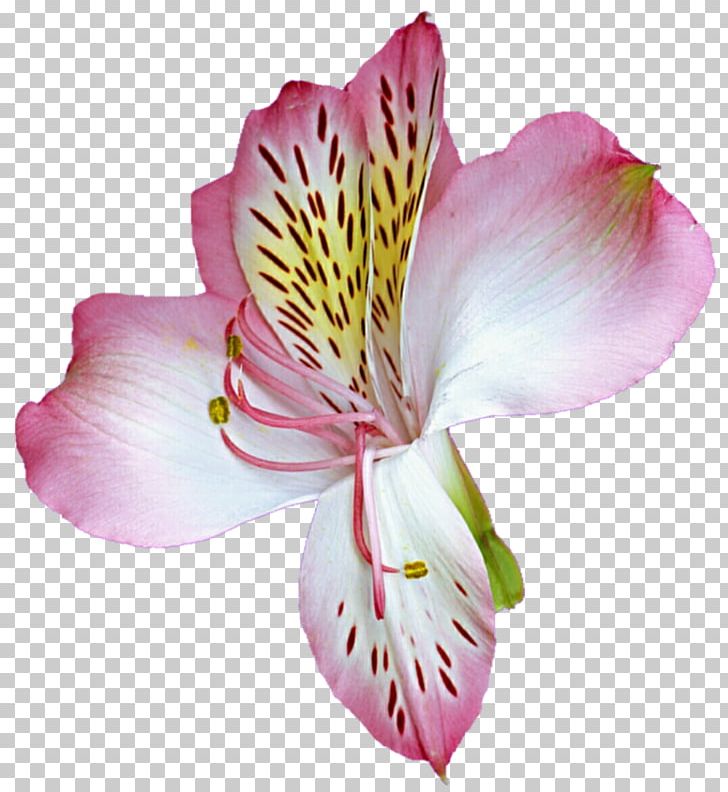 Cut Flowers Lilium Lily Of The Incas PNG, Clipart, Alstroemeriaceae, Astro Krifo, Blossom, Cut Flowers, Floristry Free PNG Download