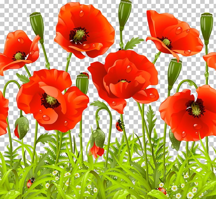 Remembrance Poppy Flower Common Poppy PNG, Clipart, Annual Plant, California Poppy, Coquelicot, Flow, Flowers Free PNG Download
