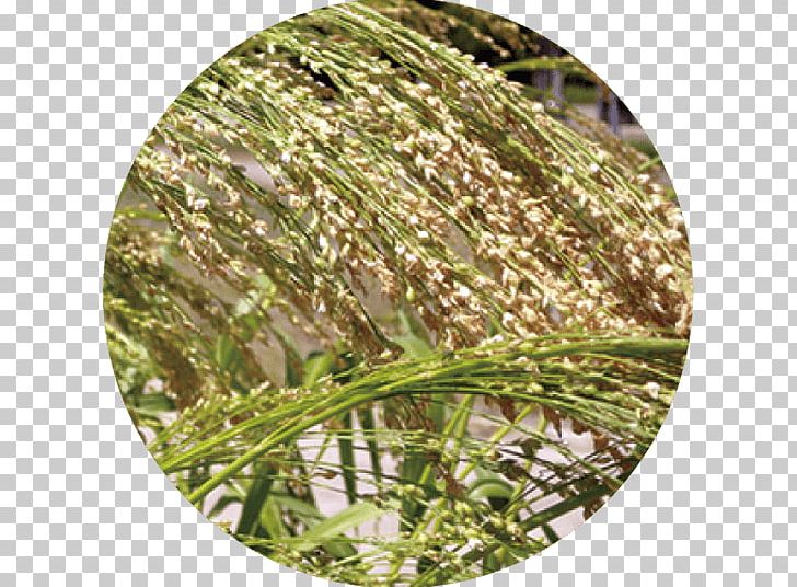 Sweet Grass Commodity Grasses PNG, Clipart, Commodity, Grass, Grasses, Grass Family, Others Free PNG Download