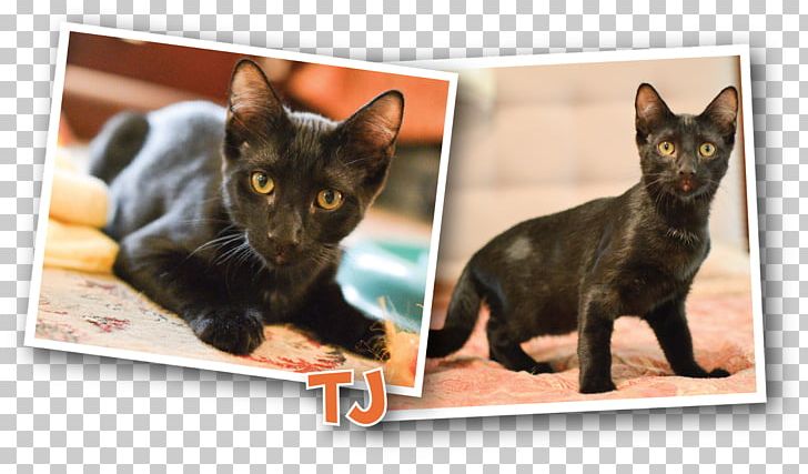 Bombay Cat Kitten Black Cat Domestic Short-haired Cat Carnivora PNG, Clipart, Animal, Animals, Black Cat, Bombay, Bombay Cat Free PNG Download