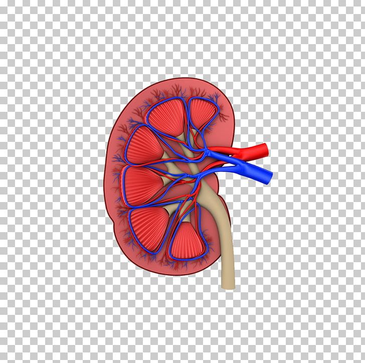 Chronic Kidney Disease-mineral And Bone Disorder Kidney Failure PNG, Clipart, Blood, Blood Vessels, Cardiovascular Disease, Cartoon, Celebrities Free PNG Download