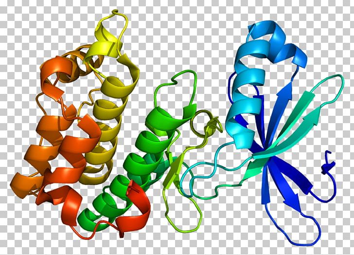 AMP-activated Protein Kinase PRKAA2 Protein Kinase PNG, Clipart, Activate, Adenosine Monophosphate, Alpha, Ampactivated Protein Kinase, Artwork Free PNG Download