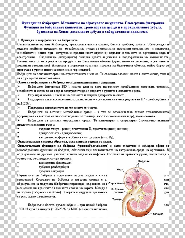 Document Organism Line Diagram Kidney PNG, Clipart, Area, Art, Diagram, Document, Kidney Free PNG Download