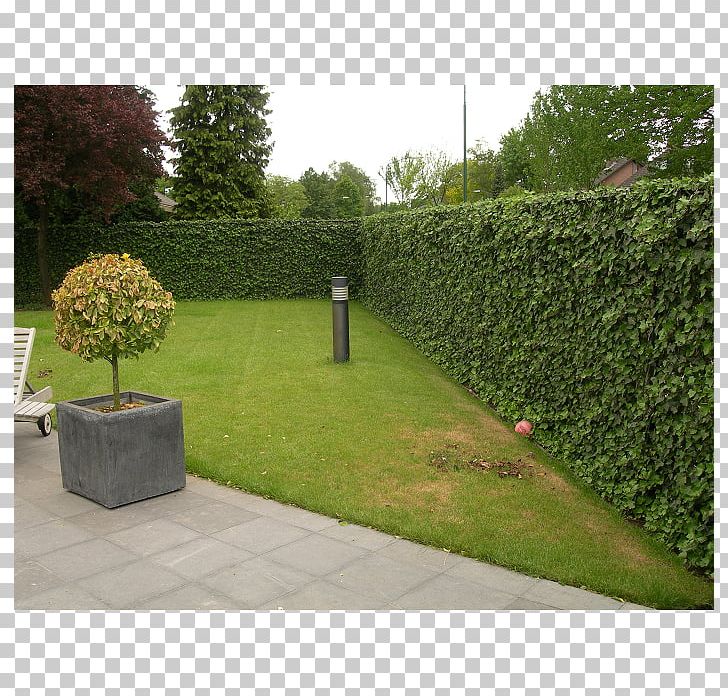 Hedge Wall Common Ivy Fence Garden PNG, Clipart, Backyard, Box, Chainlink Fencing, Common Ivy, Courtyard Free PNG Download