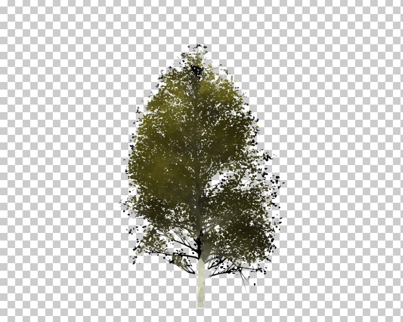 Plane PNG, Clipart, American Larch, Birch, Branch, Canoe Birch, Flower Free PNG Download