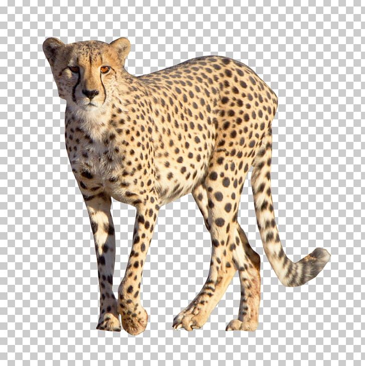 Cheetah Leopard PNG, Clipart, Animal, Animals, Big Cats, Carnivoran, Cat Like Mammal Free PNG Download