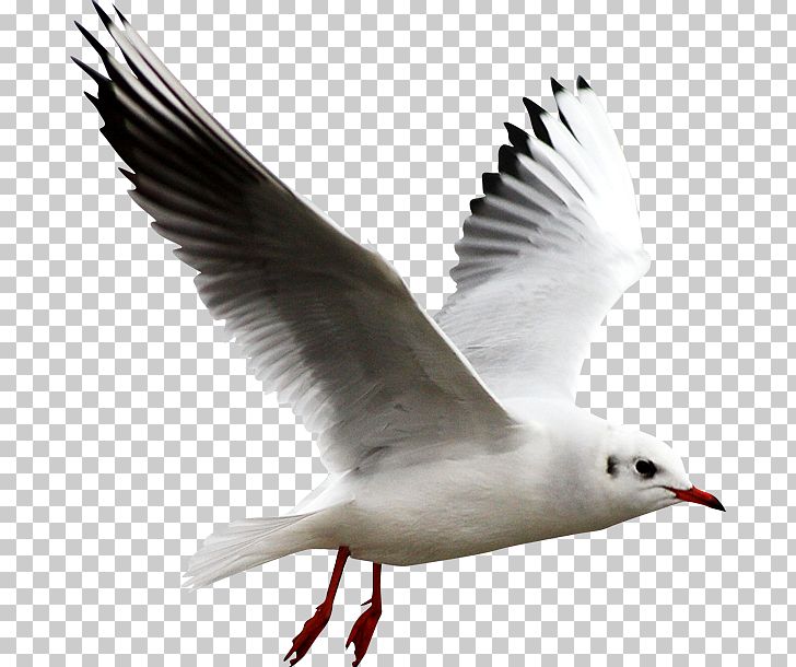 European Herring Gull Bird PNG, Clipart, Animals, Background White, Beak, Black White, Charadriiformes Free PNG Download