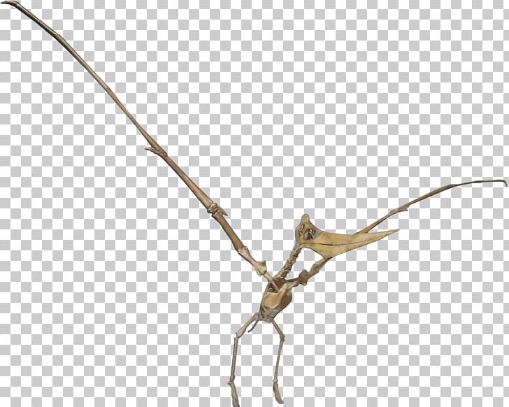Pteranodon ARK: Survival Evolved Niobrara Formation Geosternbergia Dinosaur PNG, Clipart, Airplane Interior, Ark Survival Evolved, Branch, Dinosaur, Fantasy Free PNG Download