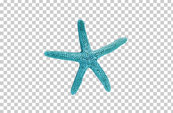 Starfish Beach Seashell PicsArt Photo Studio PNG, Clipart, Animals, Aqua, Beach, Body Jewelry, Echinoderm Free PNG Download