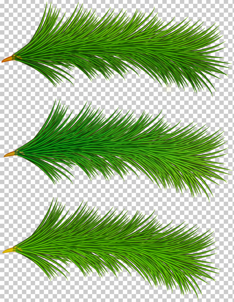 Palm Tree PNG, Clipart, American Larch, American Pitch Pine, Arecales, Branch, Conifer Free PNG Download