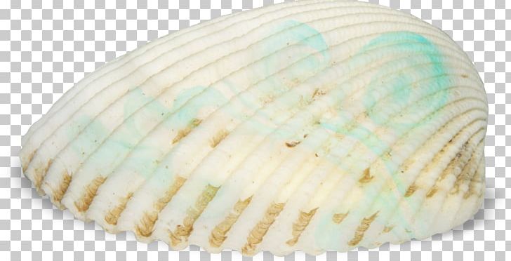 Cockle Seashell Seafood PNG, Clipart, Clam, Clams Oysters Mussels And Scallops, Cockle, Conch, Conchology Free PNG Download