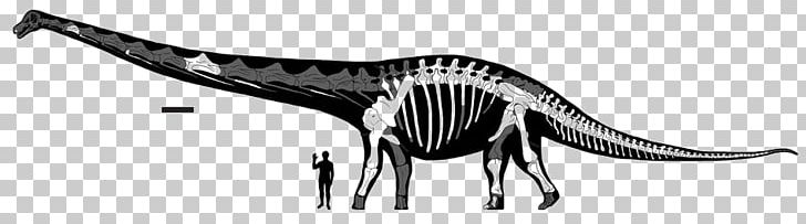 Dreadnoughtus Dinosaur Size Human Skeleton Futalognkosaurus PNG, Clipart, Animals, Appendicular Skeleton, Black And White, Dimension, Dinosaur Free PNG Download