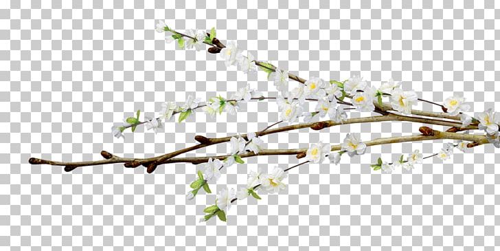 Flower Tree Willow PNG, Clipart, Animals, Blossom, Body Jewelry, Branch, Clip Art Free PNG Download