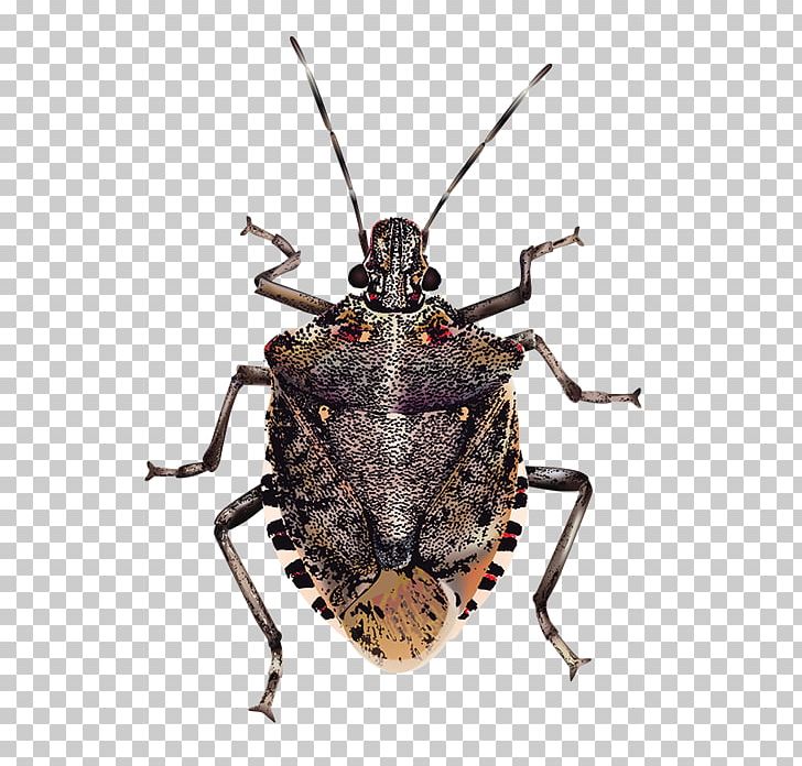Insect Brown Marmorated Stink Bug True Bugs PNG, Clipart, Animals, Arthropod, Background, Bed Bug, Beetle Free PNG Download