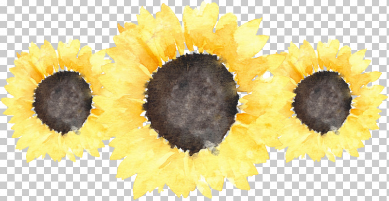 Sunflower PNG, Clipart, Cuisine, Flower, Plant, Pollen, Sunflower Free PNG Download